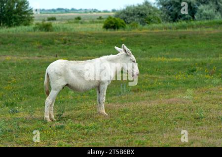 Asino barocco bianco austro-ungarico (Equus asinus asinus), Ungheria Foto Stock