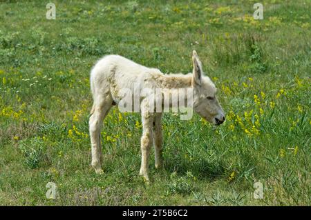 Foal neonato dell'asino barocco bianco austro-ungarico (Equus asinus asinus), Ungheria Foto Stock