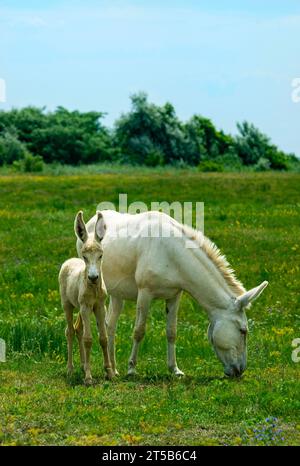 Mare con Foal dell'asino barocco bianco austro-ungarico (Equus asinus asinus), Ungheria Foto Stock