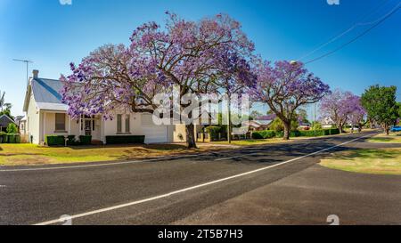 Grafton, NSW, Australia - alberi di jacaranda fioriti lungo la strada residenziale Foto Stock