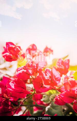 Bouganvillea rosa fiori contro la luce blu del cielo Foto Stock