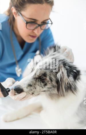 Veterinaria donna che esamina la clinica del cane Foto Stock