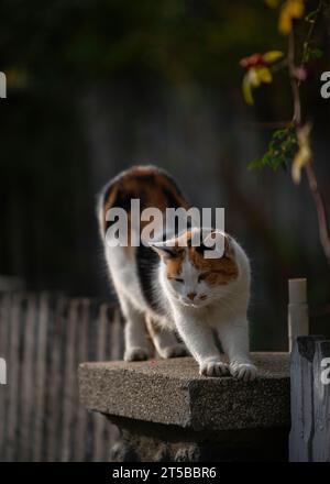 Un gatto randagio nei colori arancione, nero e bianco si sta allungando la schiena su un palo di cemento per recinzione Foto Stock