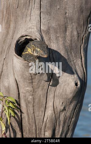 Monitor del Nilo seduto nel buco in un albero in Africa Foto Stock