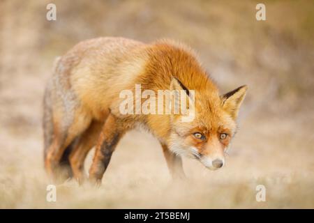 Red Fox, Vulpes vulpes Foto Stock