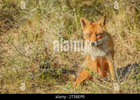 Femmina, Red Fox, Vulpes vulpes; Paesi Bassi, Olanda Foto Stock