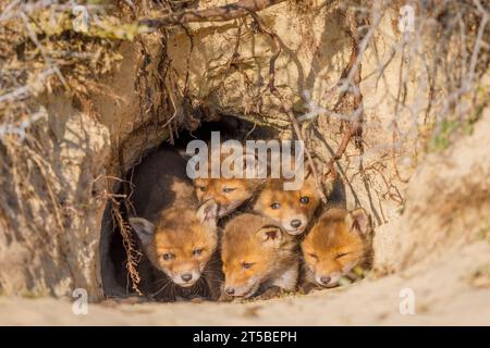 Cuccioli Red Fox (Vulpes vulpes) nella tana del foxe Foto Stock