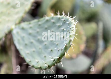 Primo piano delle punte, spine sul cactus di fico d'India. Foto Stock