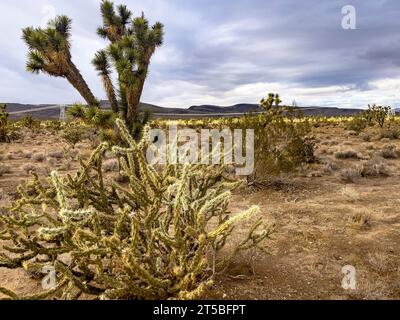 L'albero di Joshua nel deserto del Mojave nello stato del Nevada, negli Stati Uniti d'America. Foto Stock