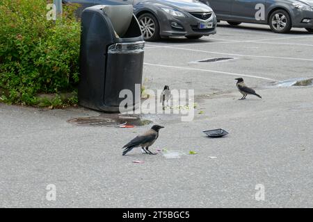 Corvi con cappuccio (Corvus cornix) in piedi intorno alla lattina di carabaggio. Foto Stock