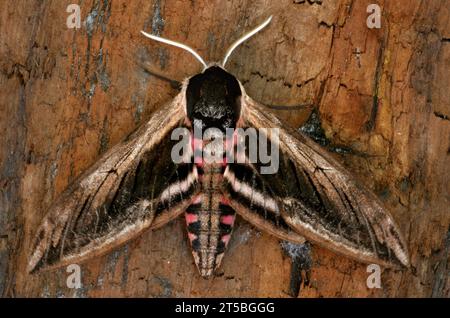 Privet Hawk-Moth (Sphinx ligustri) adulto che riposa sul tronco morto Eccles-on-Sea, Norfolk, Regno Unito. Luglio Foto Stock