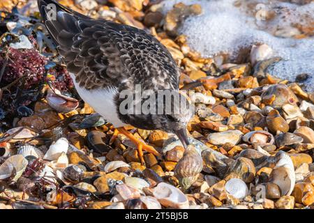 Una pietra arenaria (interpreta Arenaria) che si nutre di un uccello che dà da mangiare a un comune mollusco (Buccinum undatum) su una spiaggia dell'Hampshire, Inghilterra, Regno Unito Foto Stock