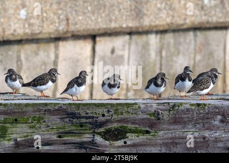 Fila di tornelli (interpreta Arenaria) su un frangiflutti o groyne, Hampshire, Inghilterra, Regno Unito Foto Stock