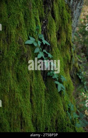 Tronco di castagno nella foresta piena di muschio fosforescente con edera arrampicata in ambiente buio Foto Stock