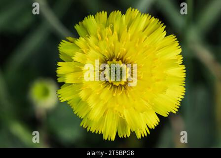 Uva di topo (Hieracium pilosella) in un terreno erboso Foto Stock