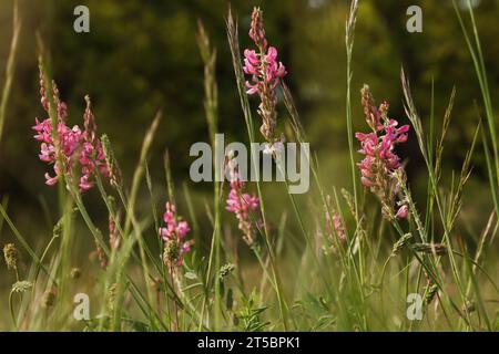 Sainfoin comune nel prato (Onobrychis viciifolia) Foto Stock