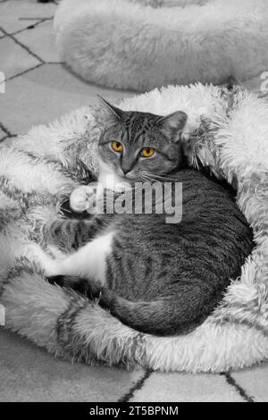 Gatto domestico a pelo corto, sdraiato nel suo letto bianco e grigio gatto, guardando la vista. Foto Stock