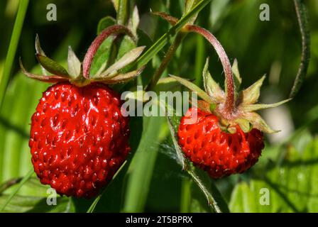 Fragola selvatica (Fragaria vesca), fragola boschiva Foto Stock