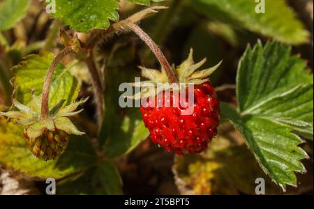 Fragola selvatica (Fragaria vesca), fragola boschiva Foto Stock