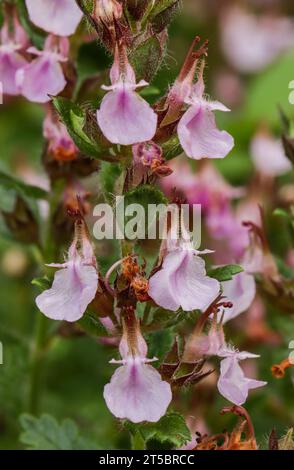 Parete (germander Teucrium chamaedrys) Foto Stock