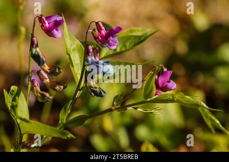 Vetchling primaverile (Lathyrus vernus), pisello primaverile, veccia primaverile Foto Stock