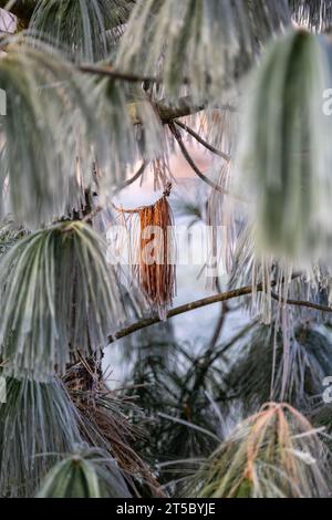 Primo piano di cristalli di hoarfrost su rami e aghi di un pino Foto Stock