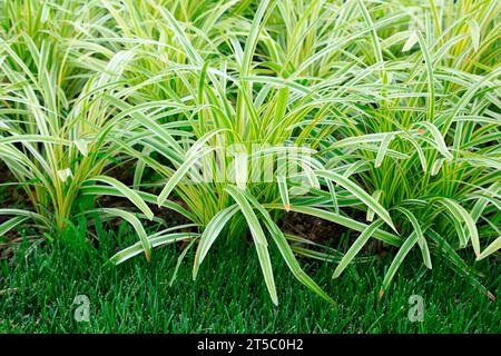 Phnom Penh Ophiopogon japonicus a foglie larghe nel giardino botanico Foto Stock