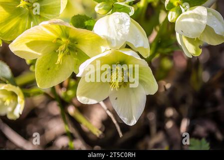 Primo piano della rosa di Natale verde e bianca (Helleborus niger) alla luce del sole Foto Stock