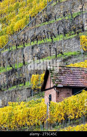 Weinberghäuschen im Weinberg am Neckar, Stoccarda-Hofen. // 03.11.2023, Stoccarda, Baden-Württemberg, Deutschland, Europa *** Vineyard cottage in the Vineyard on the Neckar, Stoccarda Hofen 03 11 2023, Stoccarda, Baden Württemberg, Germania, Europe Credit: Imago/Alamy Live News Foto Stock