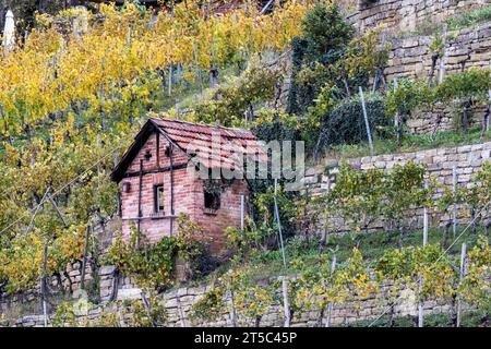 Weinberghäuschen im Weinberg am Neckar, Stoccarda-Hofen. // 03.11.2023, Stoccarda, Baden-Württemberg, Deutschland, Europa *** Vineyard cottage in the Vineyard on the Neckar, Stoccarda Hofen 03 11 2023, Stoccarda, Baden Württemberg, Germania, Europe Credit: Imago/Alamy Live News Foto Stock