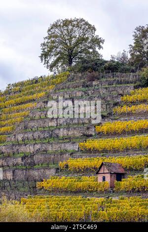 Weinberghäuschen im Weinberg am Neckar, Stoccarda-Hofen. // 03.11.2023, Stoccarda, Baden-Württemberg, Deutschland, Europa *** Vineyard cottage in the Vineyard on the Neckar, Stoccarda Hofen 03 11 2023, Stoccarda, Baden Württemberg, Germania, Europe Credit: Imago/Alamy Live News Foto Stock