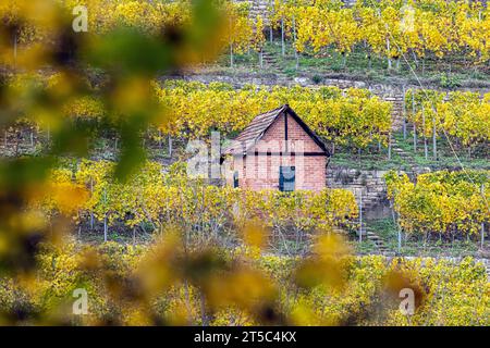 Weinberghäuschen im Weinberg am Neckar, Stoccarda-Hofen. // 03.11.2023, Stoccarda, Baden-Württemberg, Deutschland, Europa *** Vineyard cottage in the Vineyard on the Neckar, Stoccarda Hofen 03 11 2023, Stoccarda, Baden Württemberg, Germania, Europe Credit: Imago/Alamy Live News Foto Stock