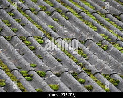 Cuscino in muschio verde che cresce su un tetto realizzato con fogli di amianto corrugato grigio Foto Stock