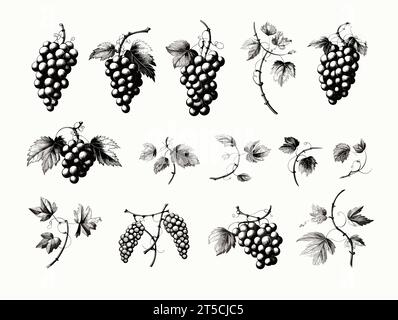 Disegno di una serie di elementi di design con illustrazione dell'uva separata, linee tratteggiate ampie. Illustrazione Vettoriale
