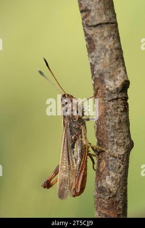 Primo piano verticale naturale sulla rara cavalletta rofa, il Gomphocerippus rufus Foto Stock