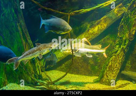 Piaractus brachypomus, il pirapitinga, è una grande specie di pacu, uno stretto parente di piranha e dollari d'argento, nella famiglia dei serrasalmidi Foto Stock