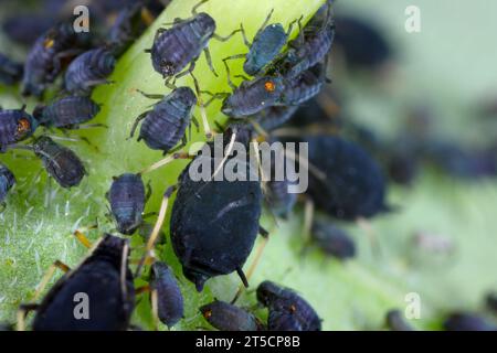 Fagiolo Nero afidi (Aphis fabae) su un largo bean stelo Foto Stock
