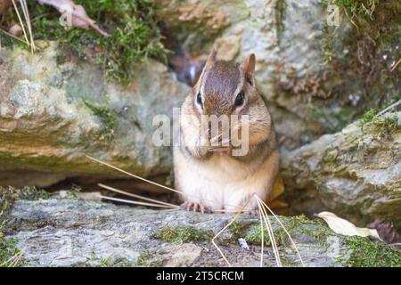 Il piccolo Chipmunk orientale in foglie autunnali gli lava il viso. Foto Stock