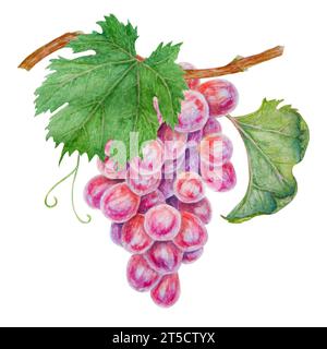 Un mucchio di uva scura. Acquerello illustrazione botanica disegnata a mano. Ingrediente in vino, aceto, succo, cosmetici. Clip art per i menu dei ristoranti Foto Stock