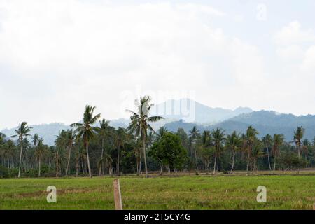 Paesaggio splendida natura rurale, risaie, alberi e montagne nel villaggio di Masolo Pinrang nel pomeriggio, Asia Indonesia Foto Stock