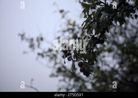Bacche su un ramo con un cielo nebbioso sullo sfondo viste da vicino Foto Stock