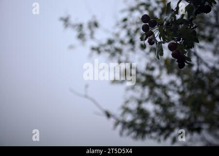 Bacche su un ramo con un cielo nebbioso sullo sfondo viste da vicino Foto Stock