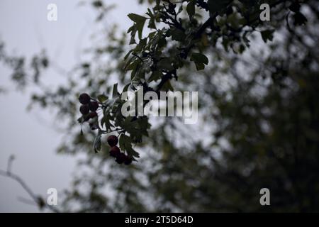 Bacche su un ramo con un cielo nebbioso sullo sfondo viste da vicino Foto Stock
