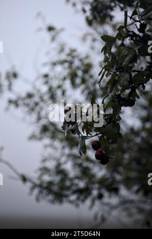 Bacche su un ramo con un cielo nebbioso sullo sfondo viste da vicino Foto Stock