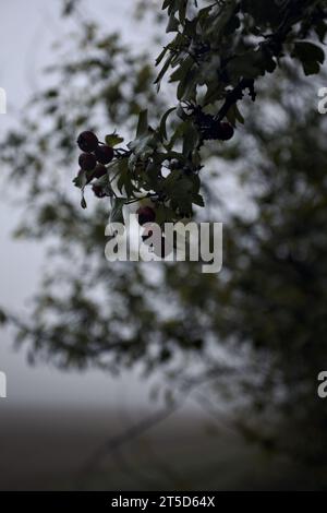 Bacche su un ramo con un cielo nebbioso sullo sfondo viste da vicino Foto Stock