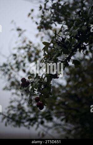 Bacche su un ramo con un cielo nebbioso sullo sfondo viste da vicino Foto Stock