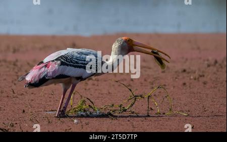 Bharatpur santuario degli uccelli o Keoladeo ghana parco nazionale in Rajasthan India è un parco di bird watching famoso in tutto il mondo Foto Stock