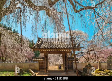 saitama, chichibu - 20 marzo 2023: Magnifico shidarezakura che piange l'albero dei fiori di ciliegio chiamato edohiganzakura che si affaccia su un cancello del tempio buddista Foto Stock