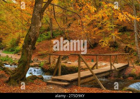 Immergiti nella serenità dell'autunno mentre incontri una pittoresca scena forestale. Un piccolo ruscello di montagna si snoda graziosamente attraverso il vibrano Foto Stock