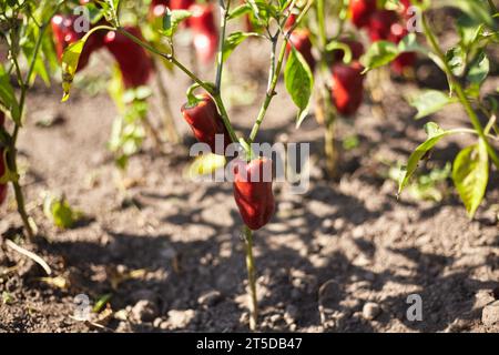 Un grande raccolto di pepe cresce nel campo Foto Stock